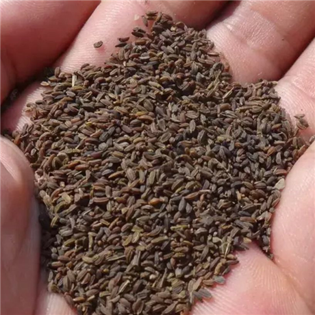 拓青农业白芨种植白芨种植时间紫花白芨苗