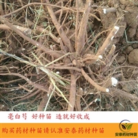 白芍苗后专用除草剂