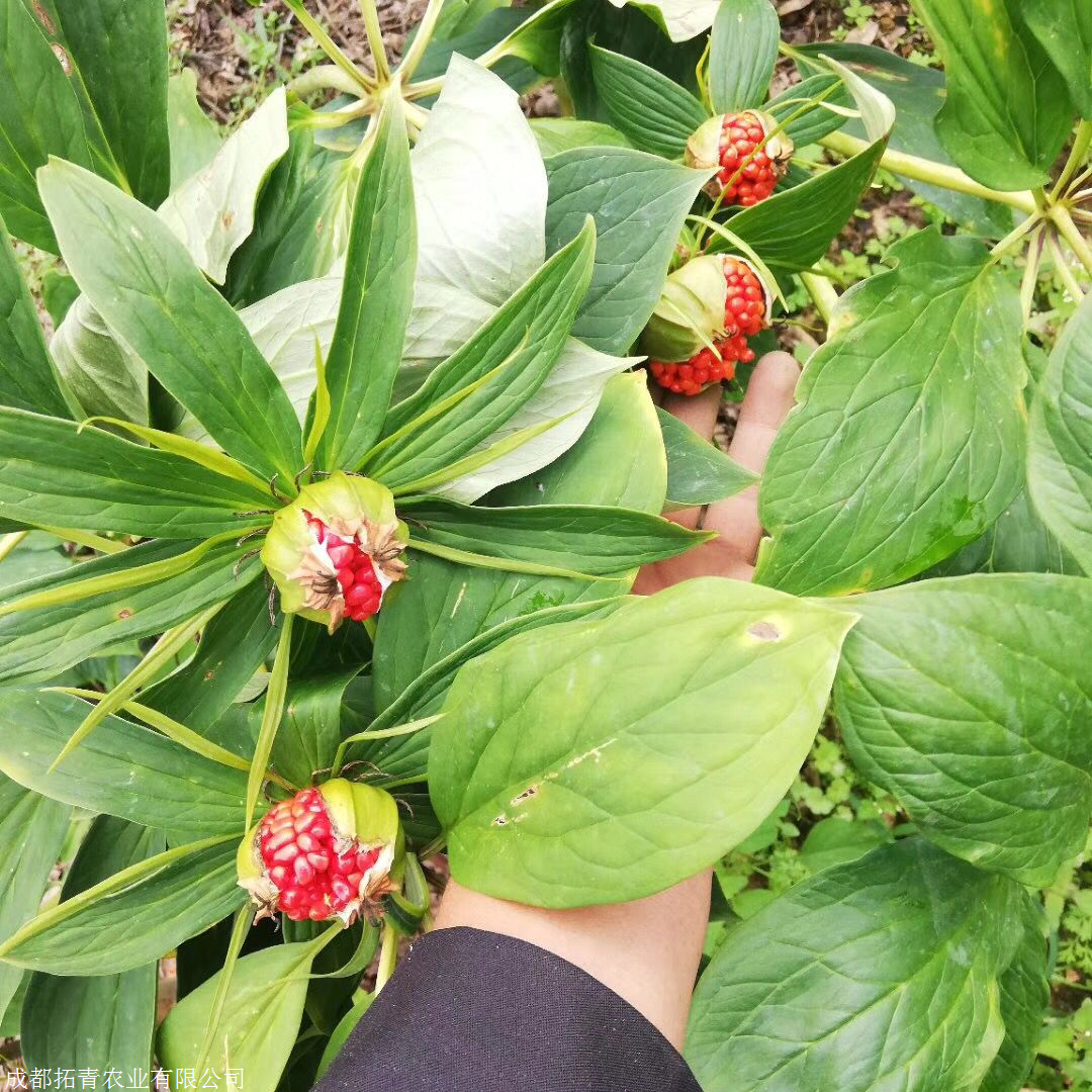 拓青農業重樓種植基地重樓七葉一枝花重樓施肥除草