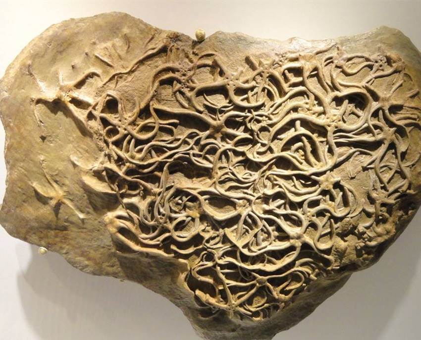 生物管虫化石快速私下交易哪里好