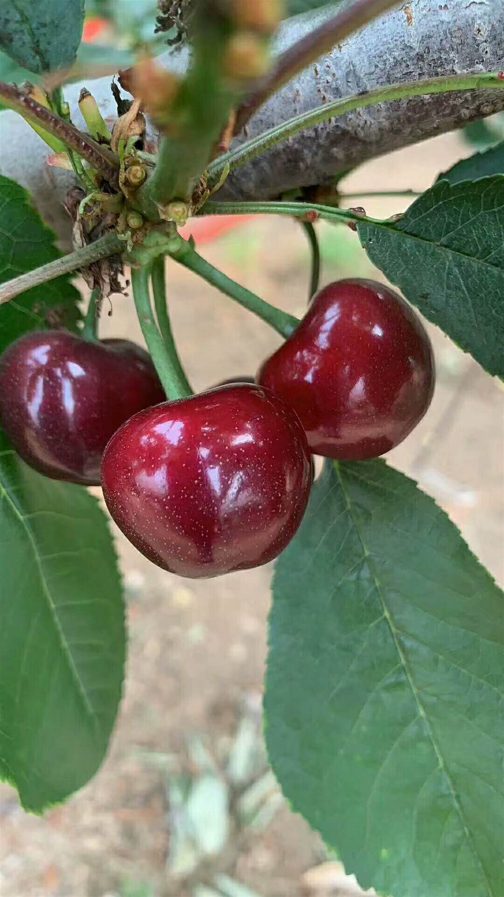 6公分粗的俄罗斯八号大樱桃树苗种植要求上饶