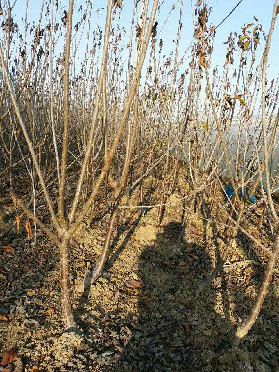 5公分粗的含香大樱桃苗产地渭南