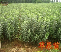 矮化砧蜜脆苹果树苗基地、矮化砧蜜脆苹果树苗货源地