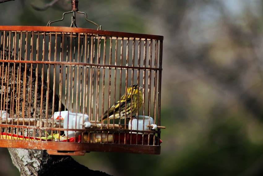 私下交易竹雀笼价格行情