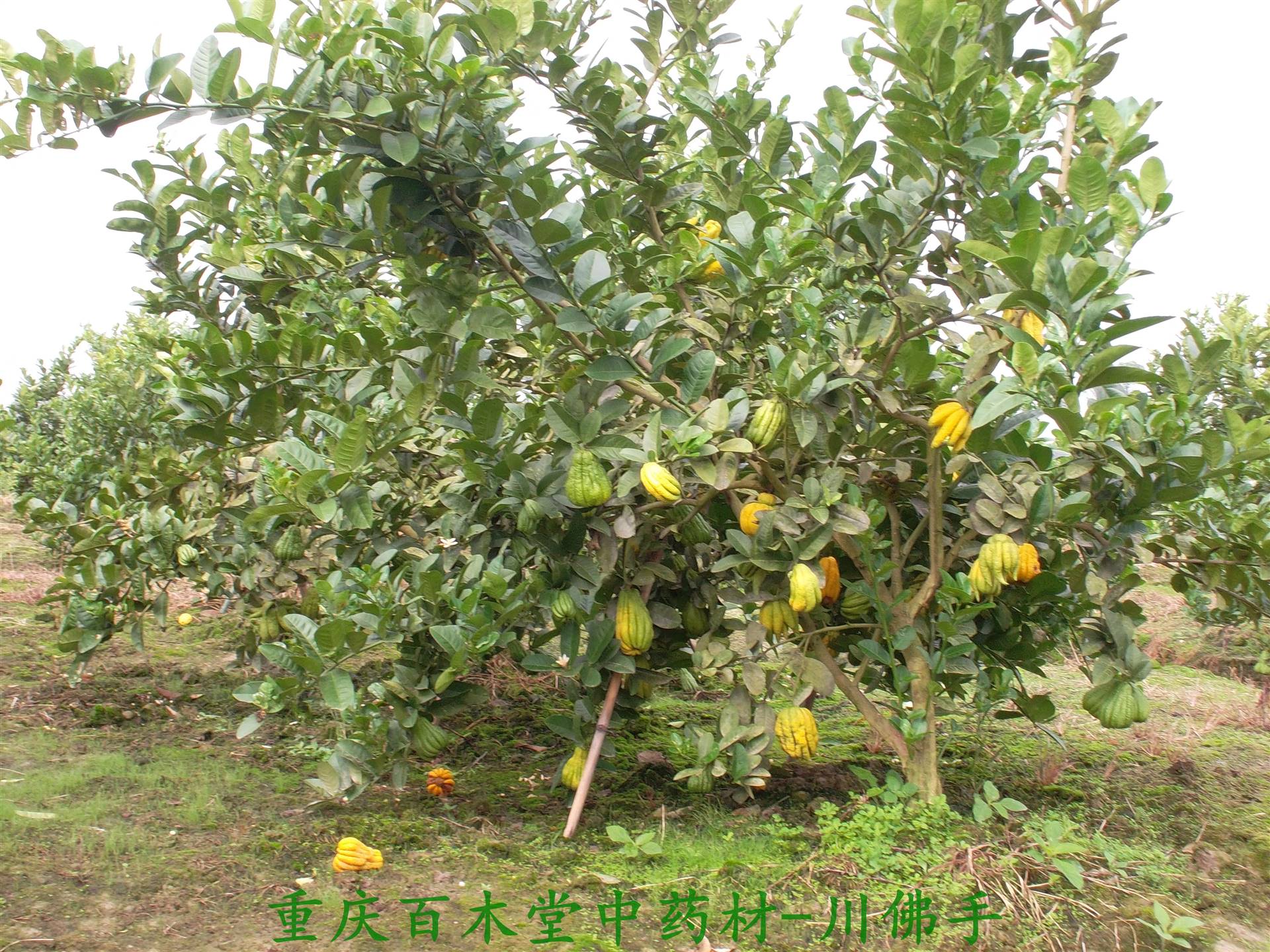 中药材种苗简介