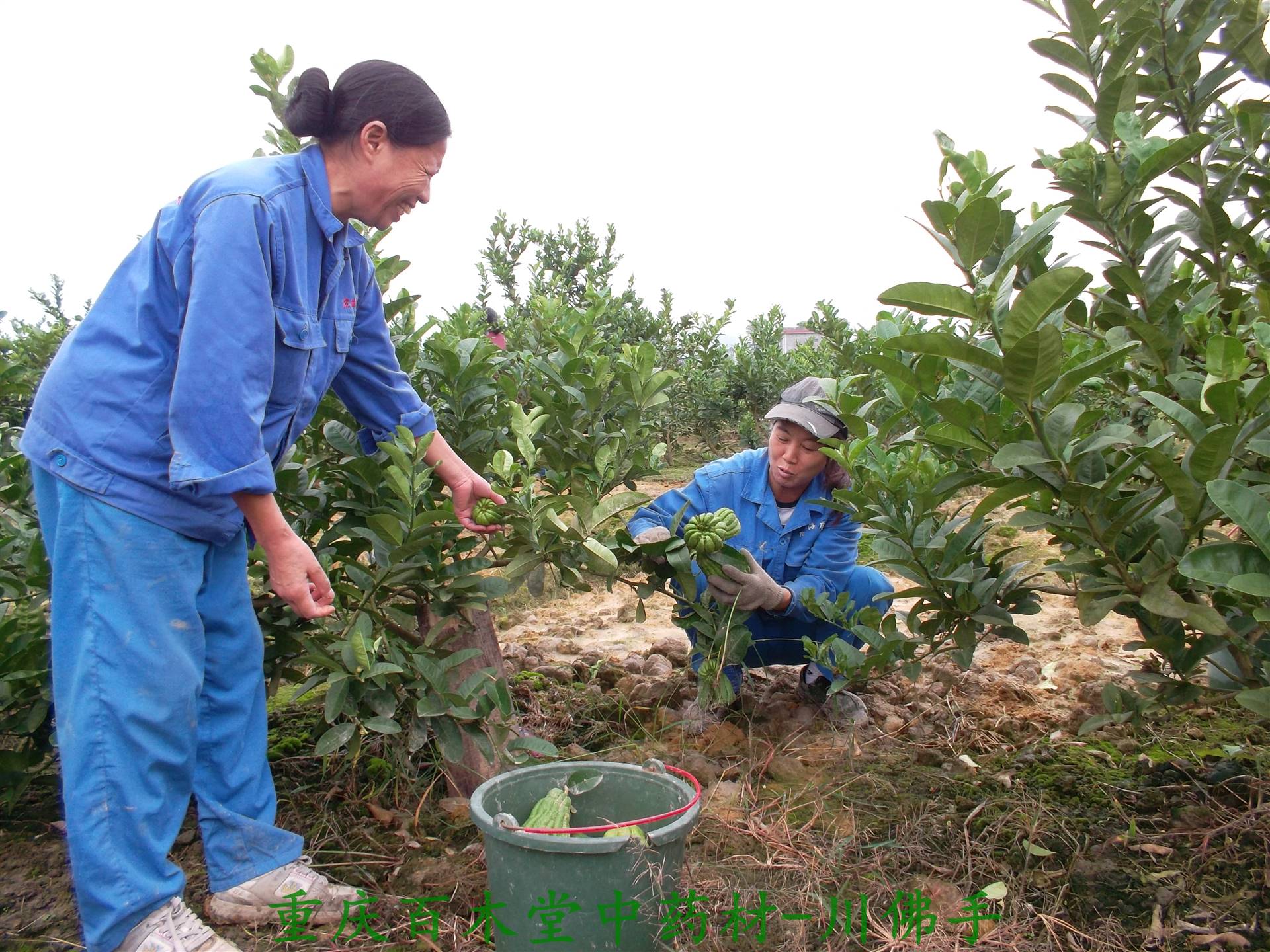 首页 重庆百木堂中药材种植专业合作社 新闻资讯 中药材种植基地项目5