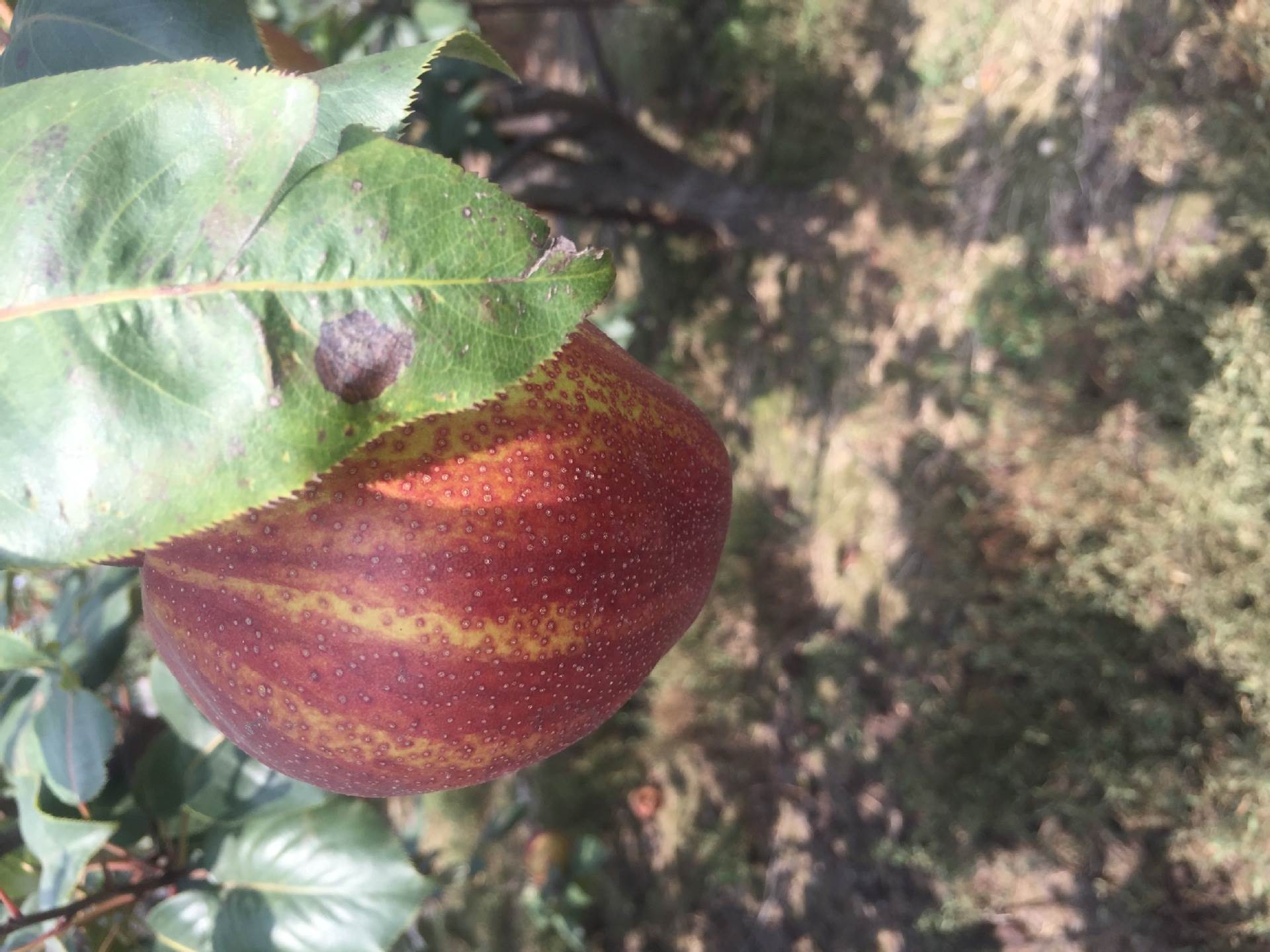 花皮梨树苗哪里有深圳