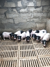 巴马小香猪多少钱一只 三元猪崽价格 长白猪多少钱一斤 猪肉价格