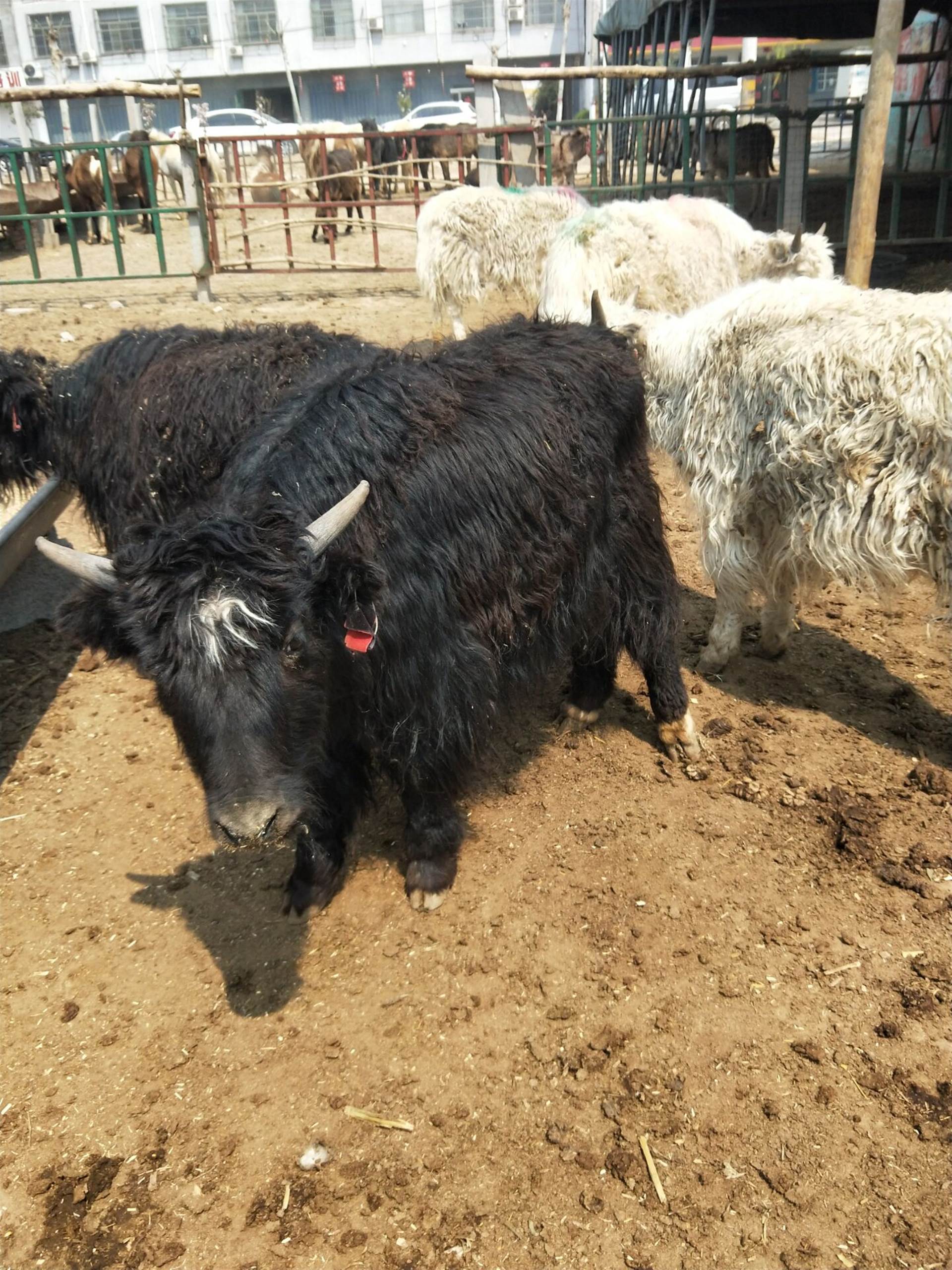 成年犛牛價格 多少錢一頭出售 犛牛肉價格 養殖基地