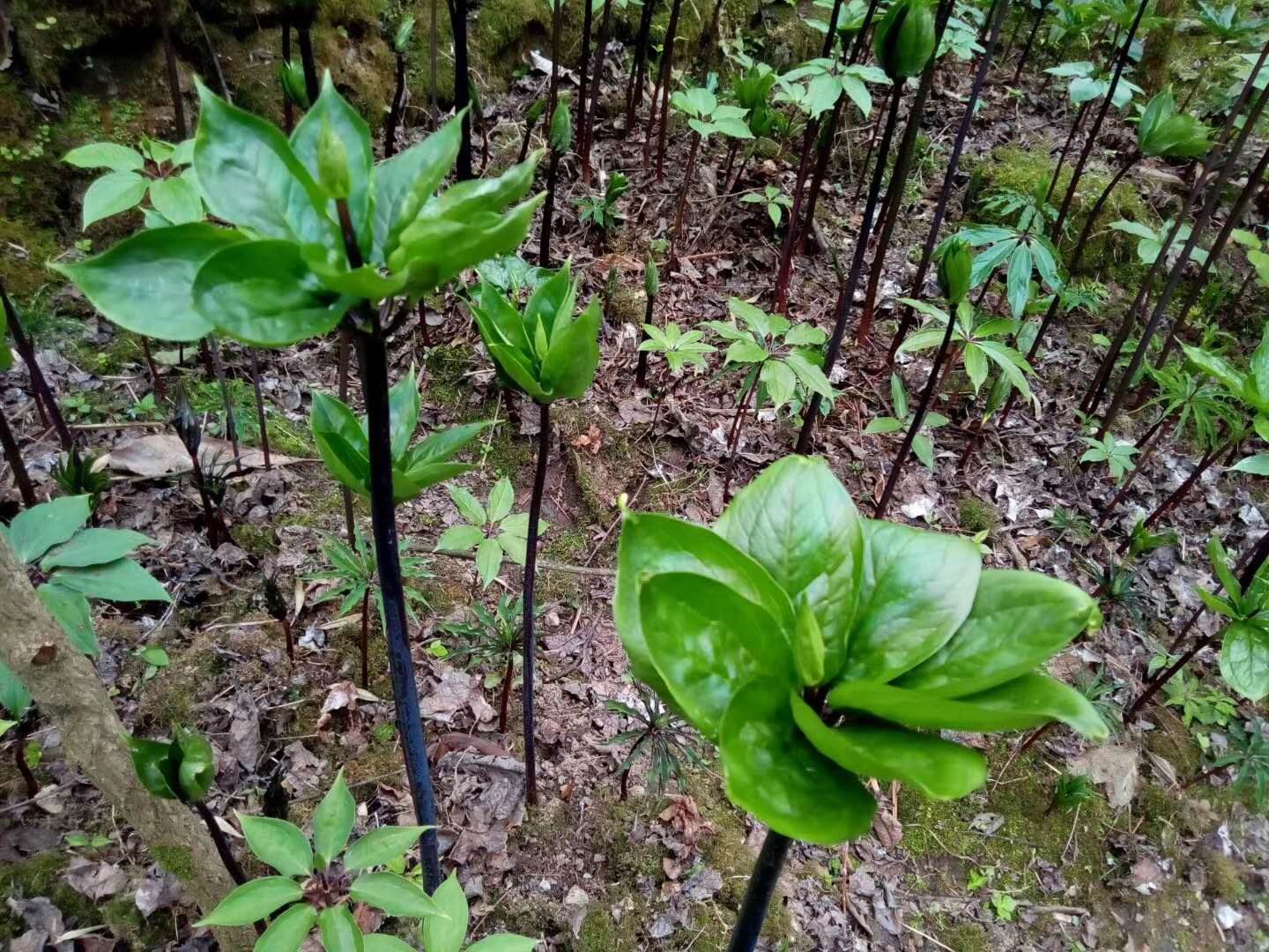 重楼种植技术(重楼种植技术网)