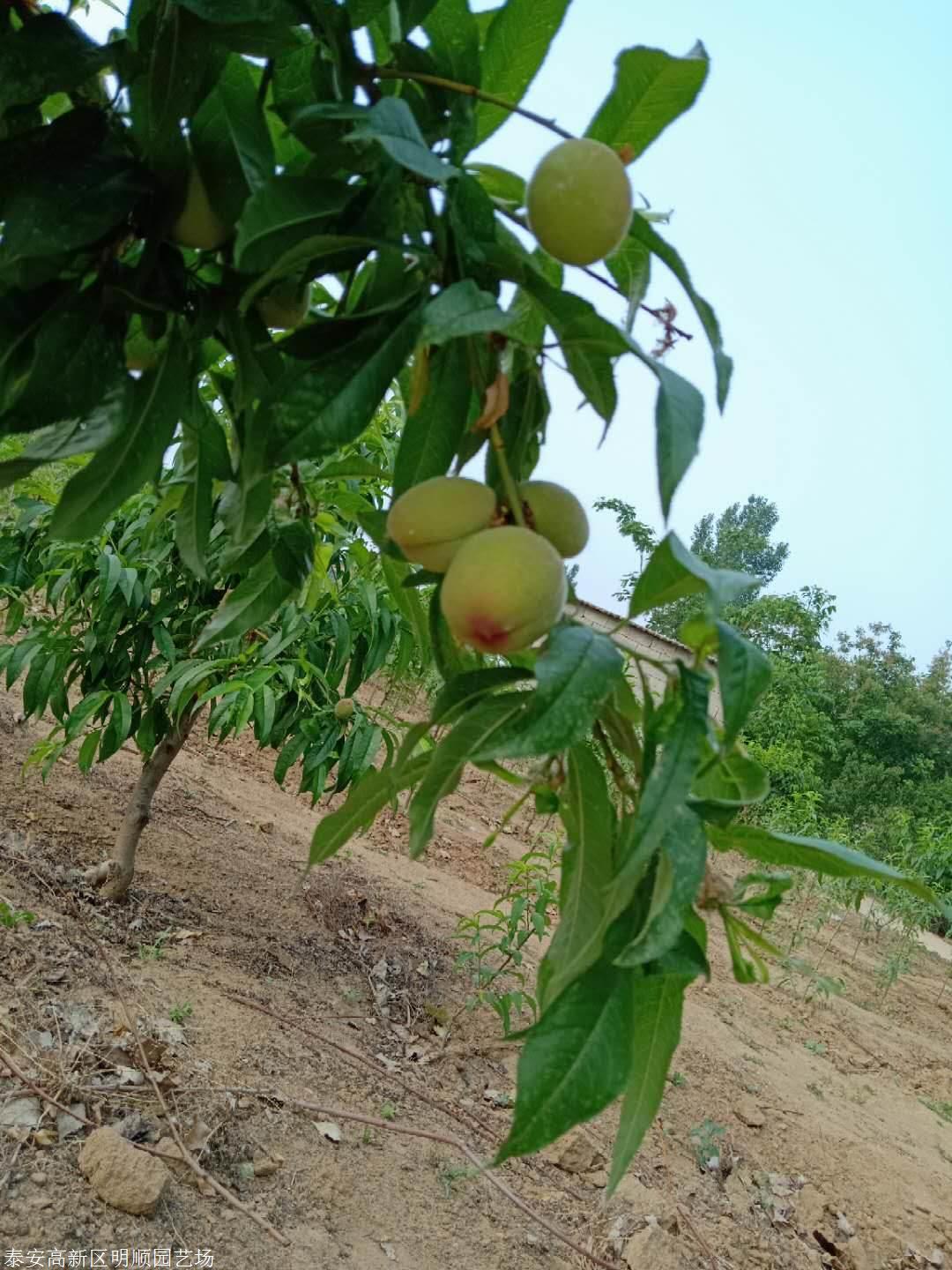 3年品種4年桃樹苗品種介紹明順苗木