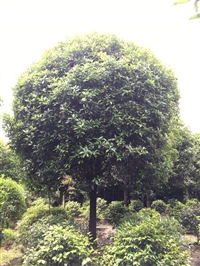 供应四川成都桂花价格，桂花基地批发