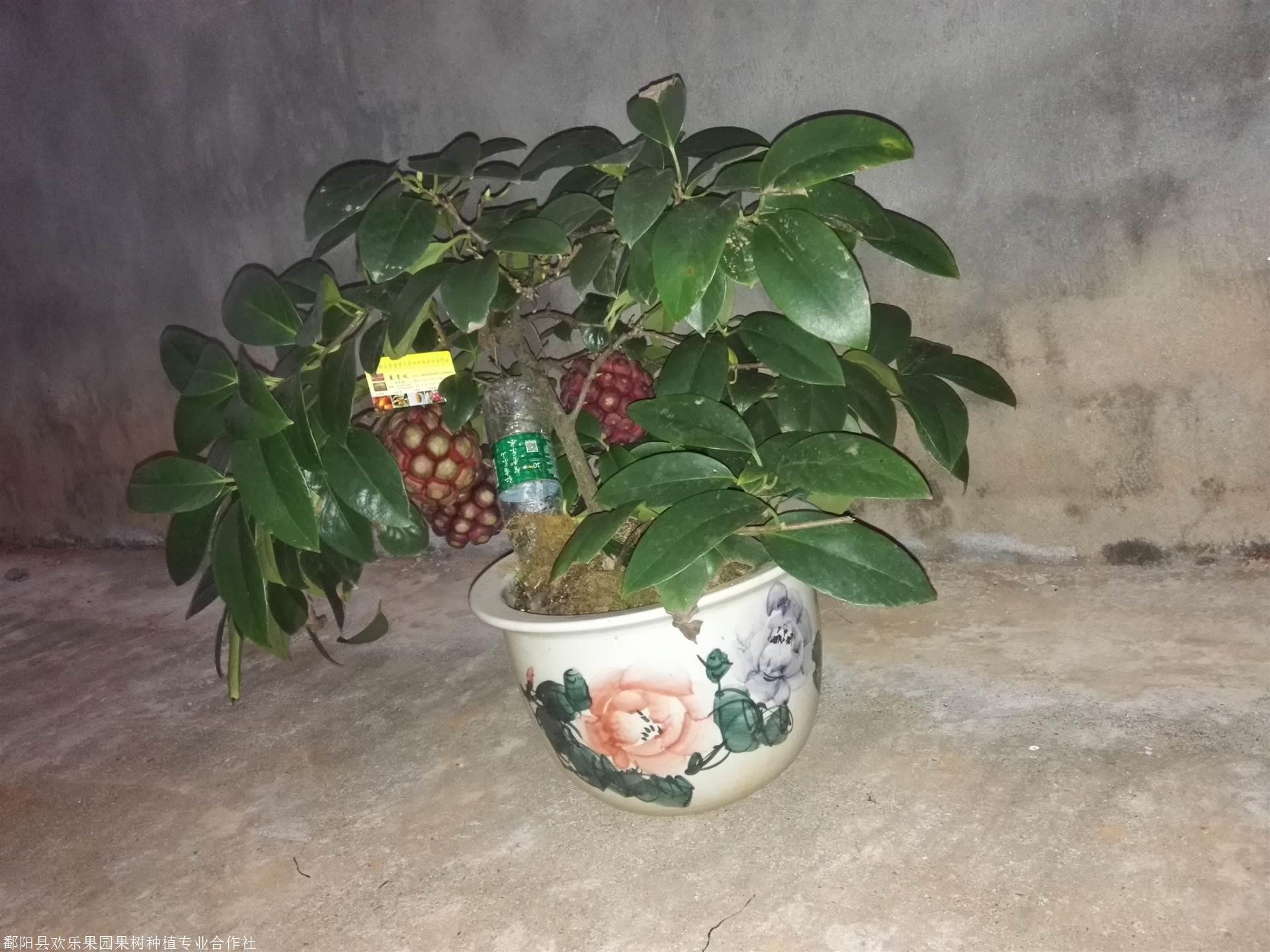 布福娜苗价格鄱阳布福娜苗多少钱