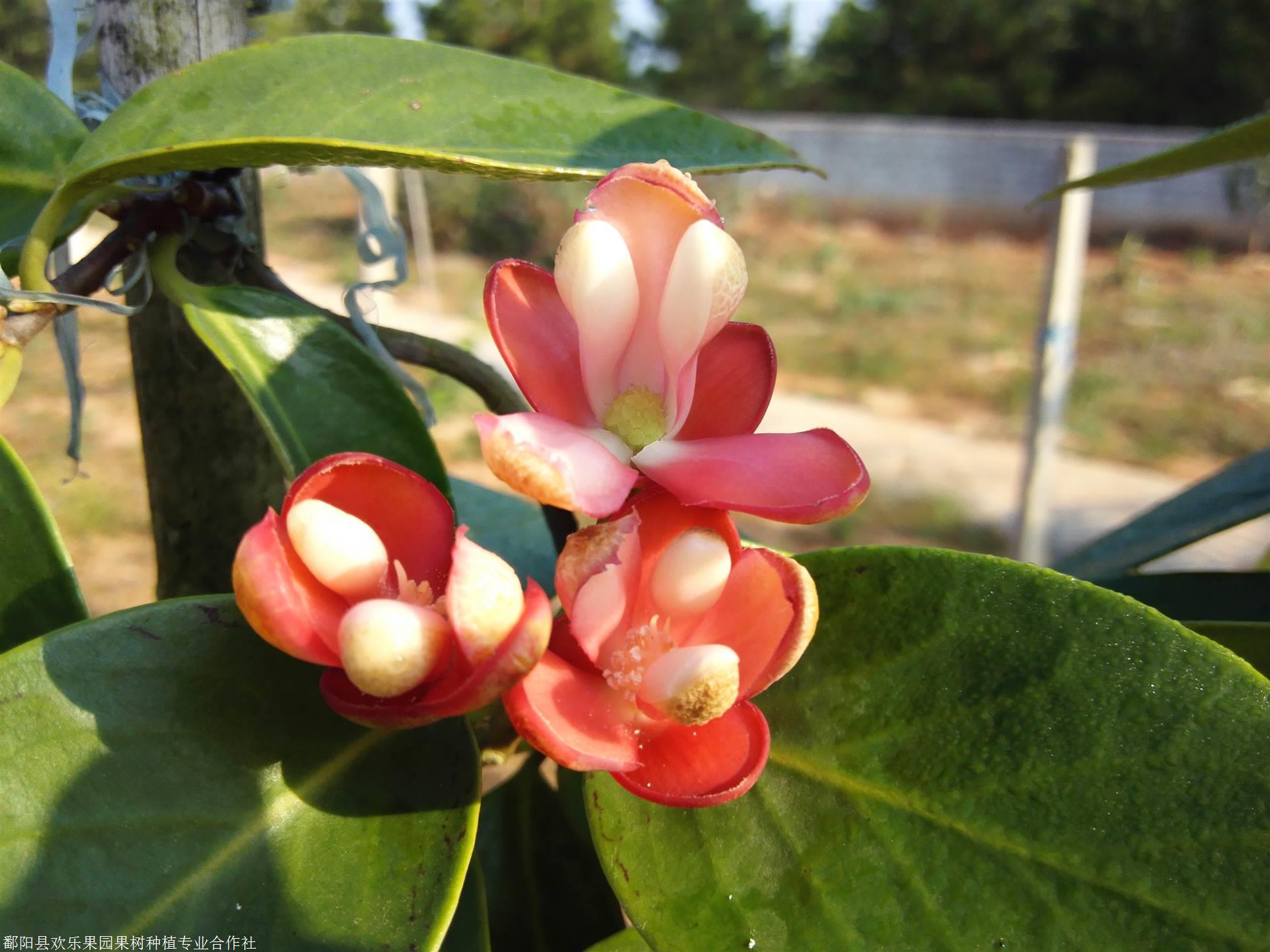 布福娜苗布福娜苗价格批发