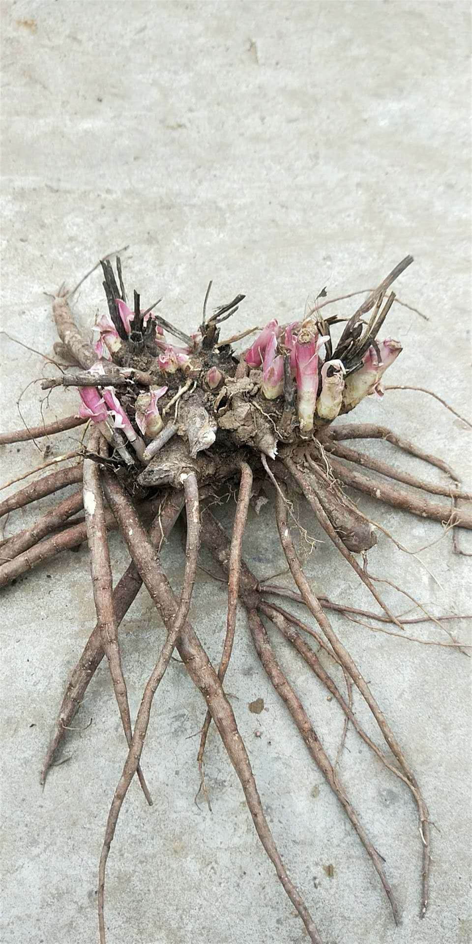 白芍种苗种植细节种植效益分析