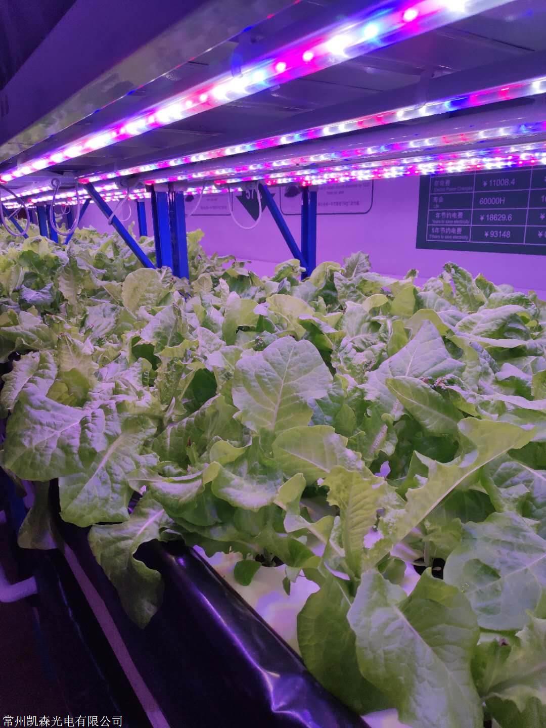 led植物灯植物生长灯补光灯大棚温室专用灯