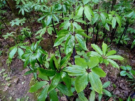 半夏子种子价格 半夏种子繁殖 重庆半夏种子