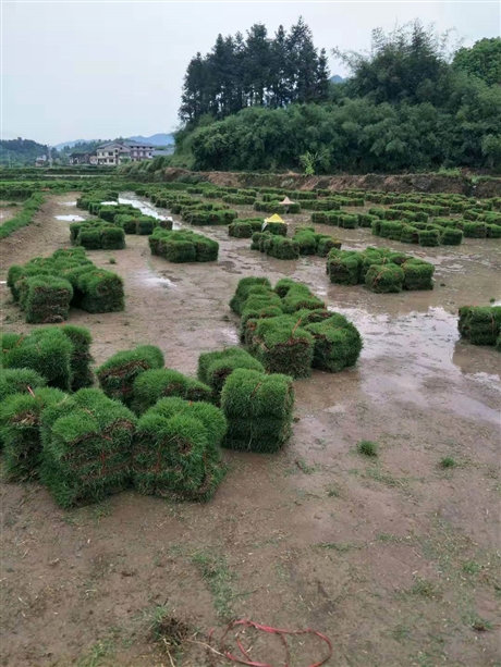 運動場草坪  茂名市臺灣2號草坪存活率高