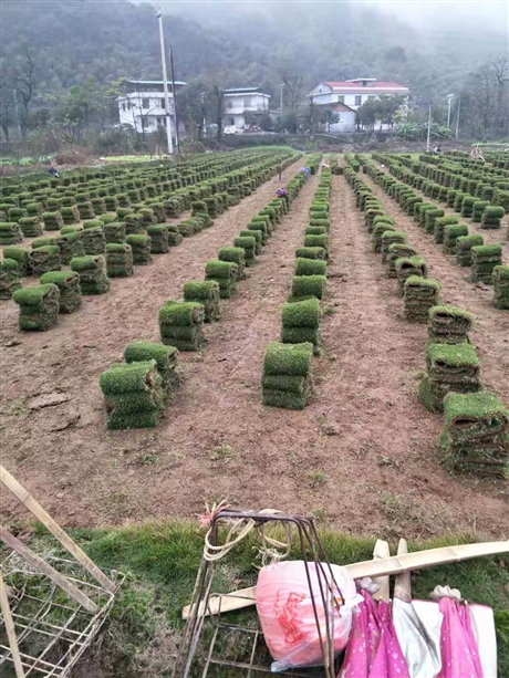 運動場草坪  邵陽市馬尼拉草皮存活率高