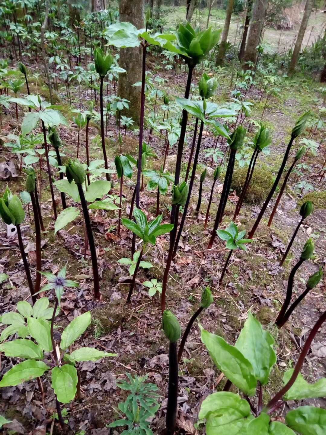 七叶一枝花种植法七叶一枝花如何种植七叶一枝花栽培