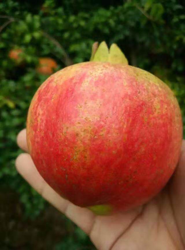 06公分红如意石榴树苗品种介绍七台河