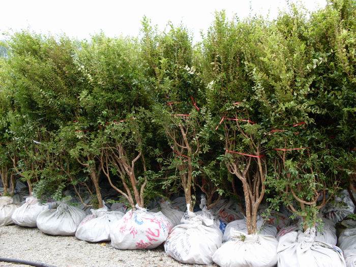 06公分大红袍石榴树苗适应的土壤泉州