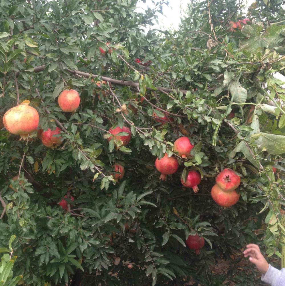 一年的石榴小苗管理技术海东地区