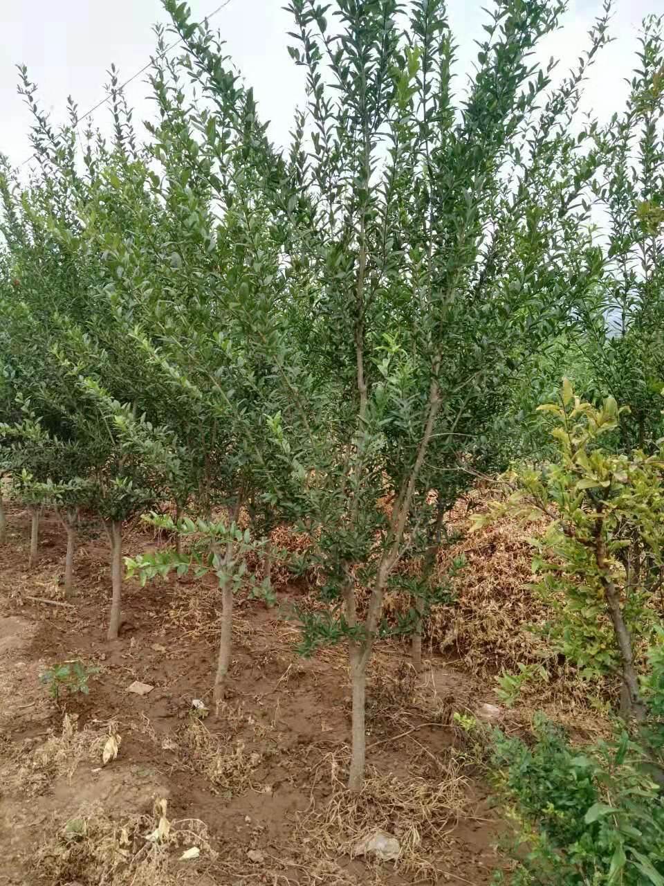 08公分冰糖石榴树苗多少钱一株鞍山