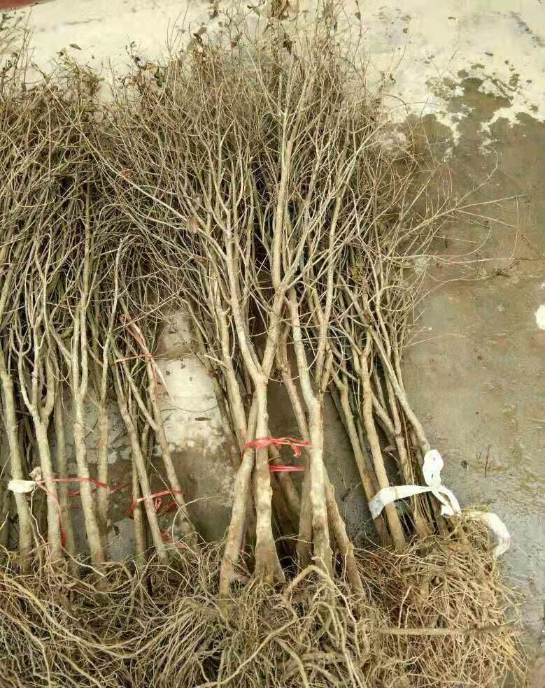 06公分大红袍石榴树苗嫁接苗新疆