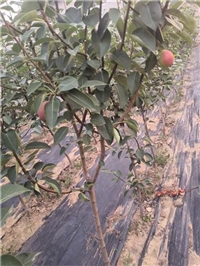 泰安3公分红梨树 4公分红梨树多少钱一棵