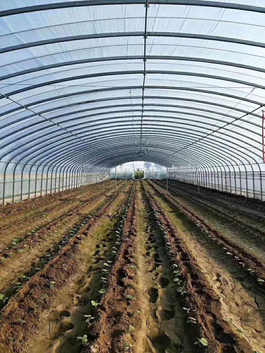 羊肚菌种植大棚,羊肚菌的种植和管理