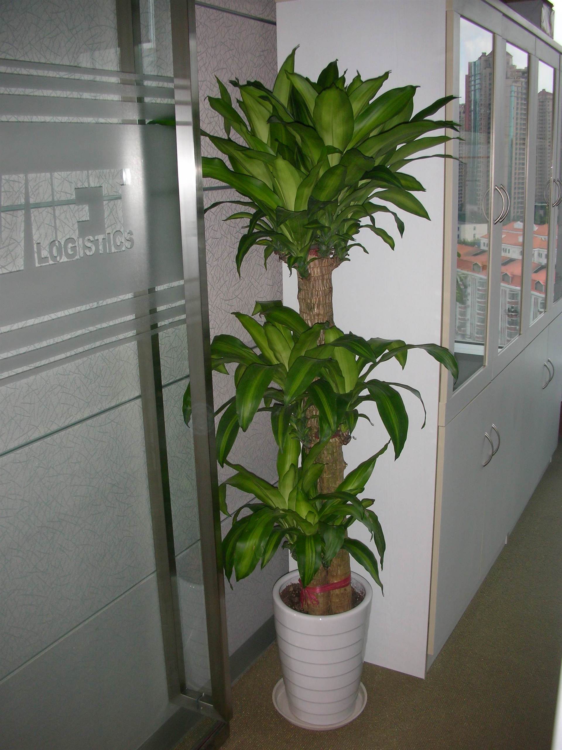 巴西木绿植租赁价格实惠易打理