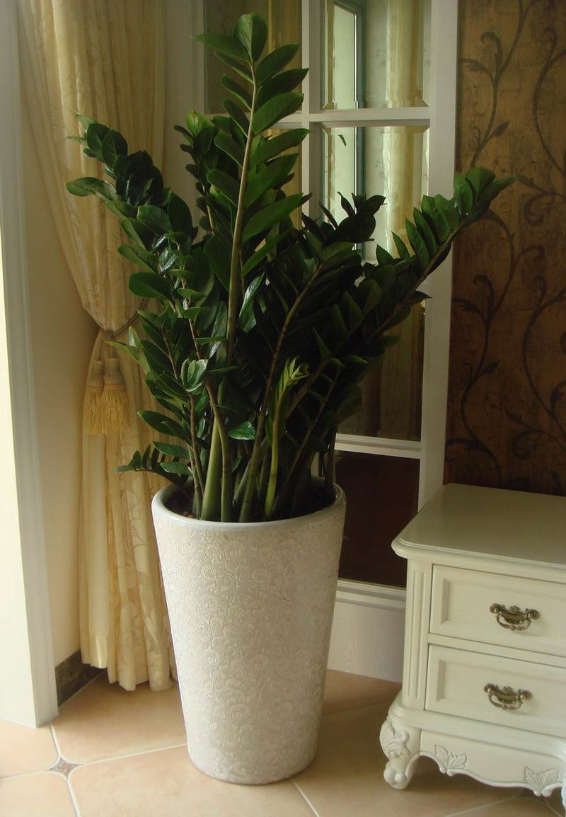 办公室绿植金钱树的基本租赁养护