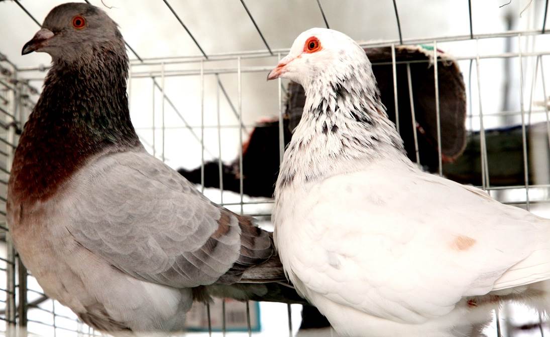 泰森公母自别鸽