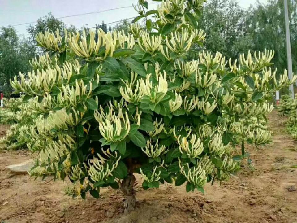 金银花种植方法介绍(金银花种植方法介绍怎么写)