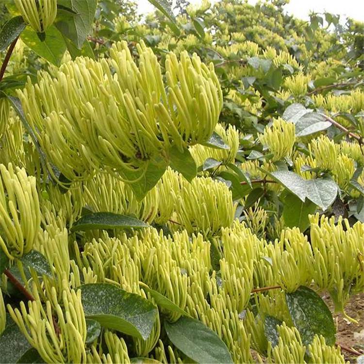 07公分的四季金银花苗哪里有苗大理