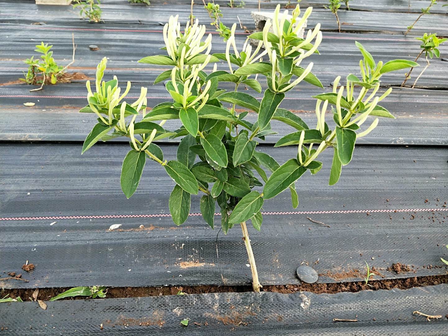 03公分的北花一号金银花苗几月份施肥孝感