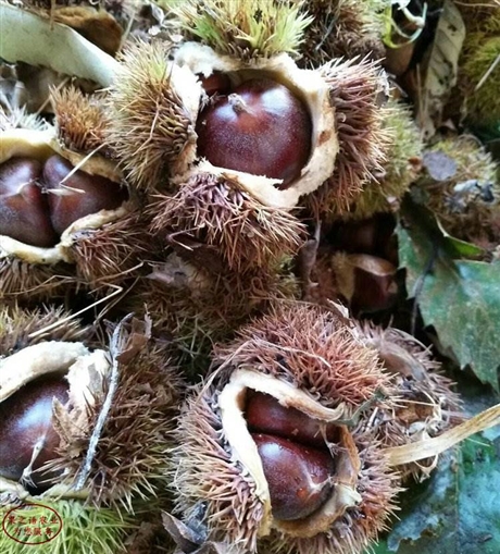 板栗苗价格九家种板栗苗云早栗板栗树苗报价一览表