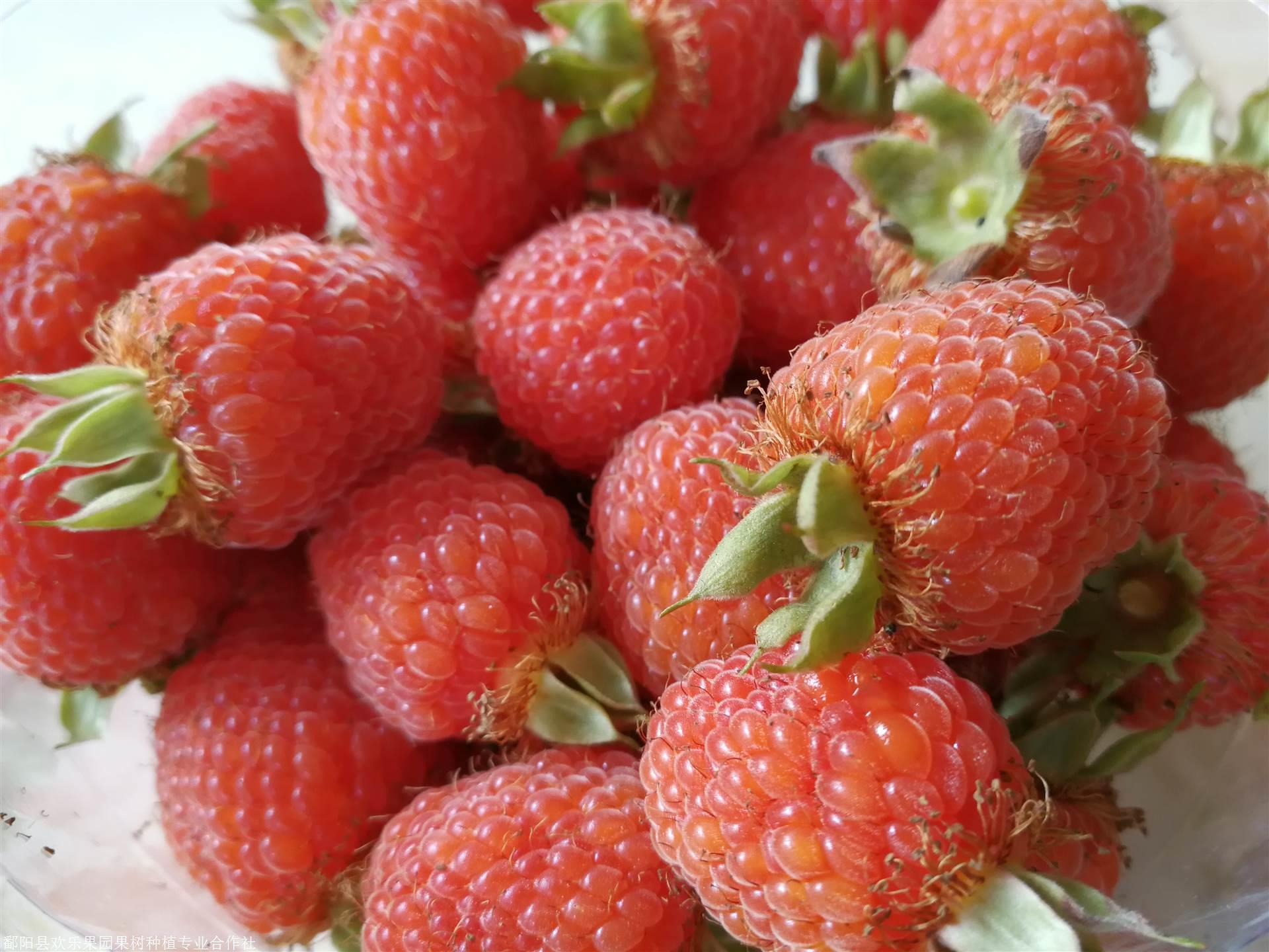 欢乐果园丰满红树莓覆盆子颗球饱满