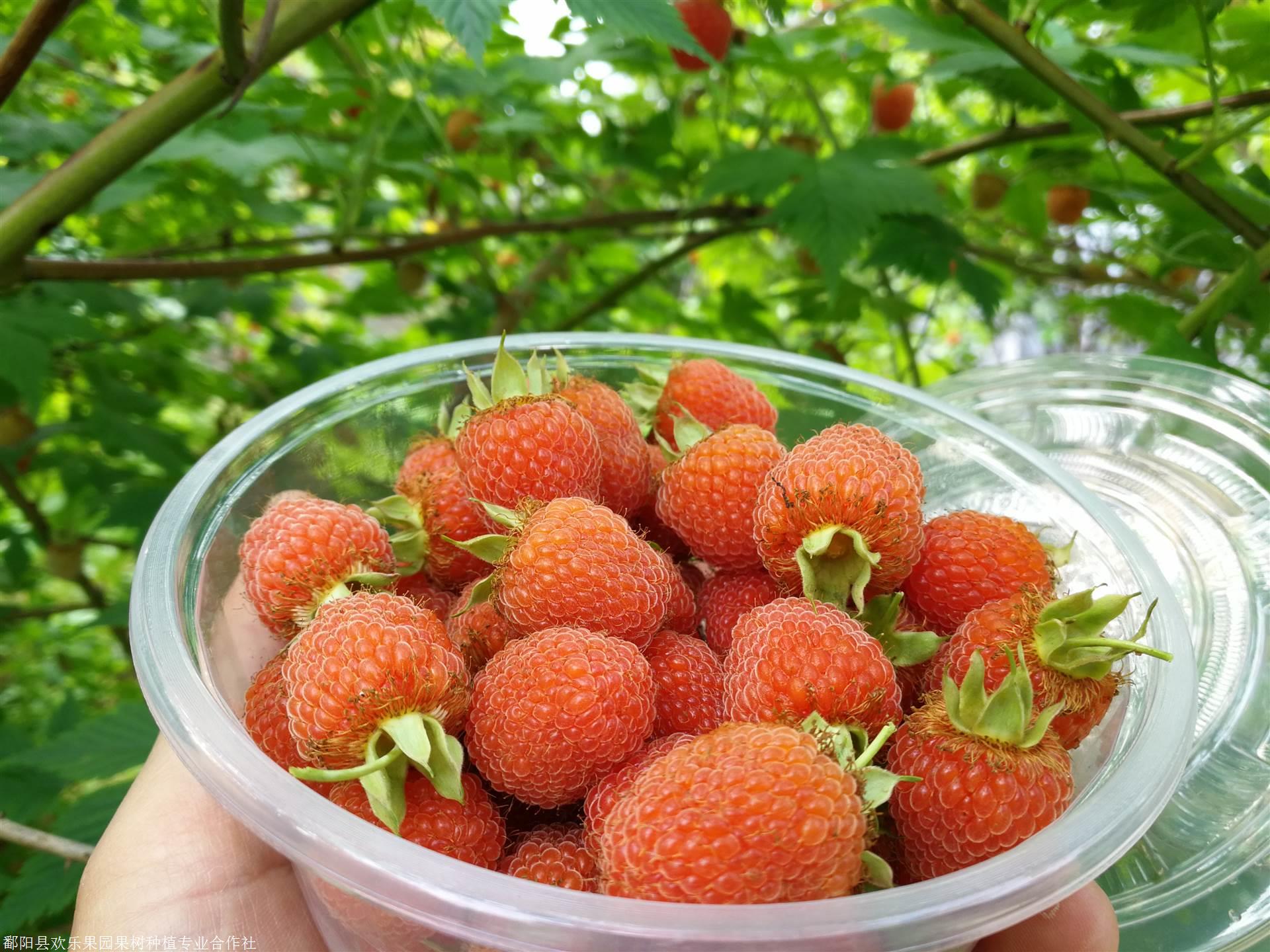 覆盆子苗批发基地掌叶覆盆子苗价格