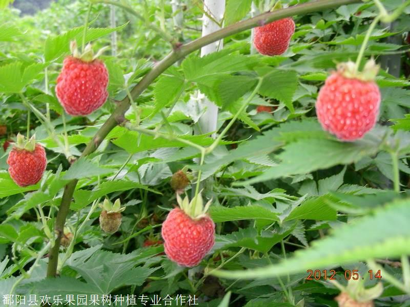 江西覆盆子苗基地掌葉覆盆子苗價格