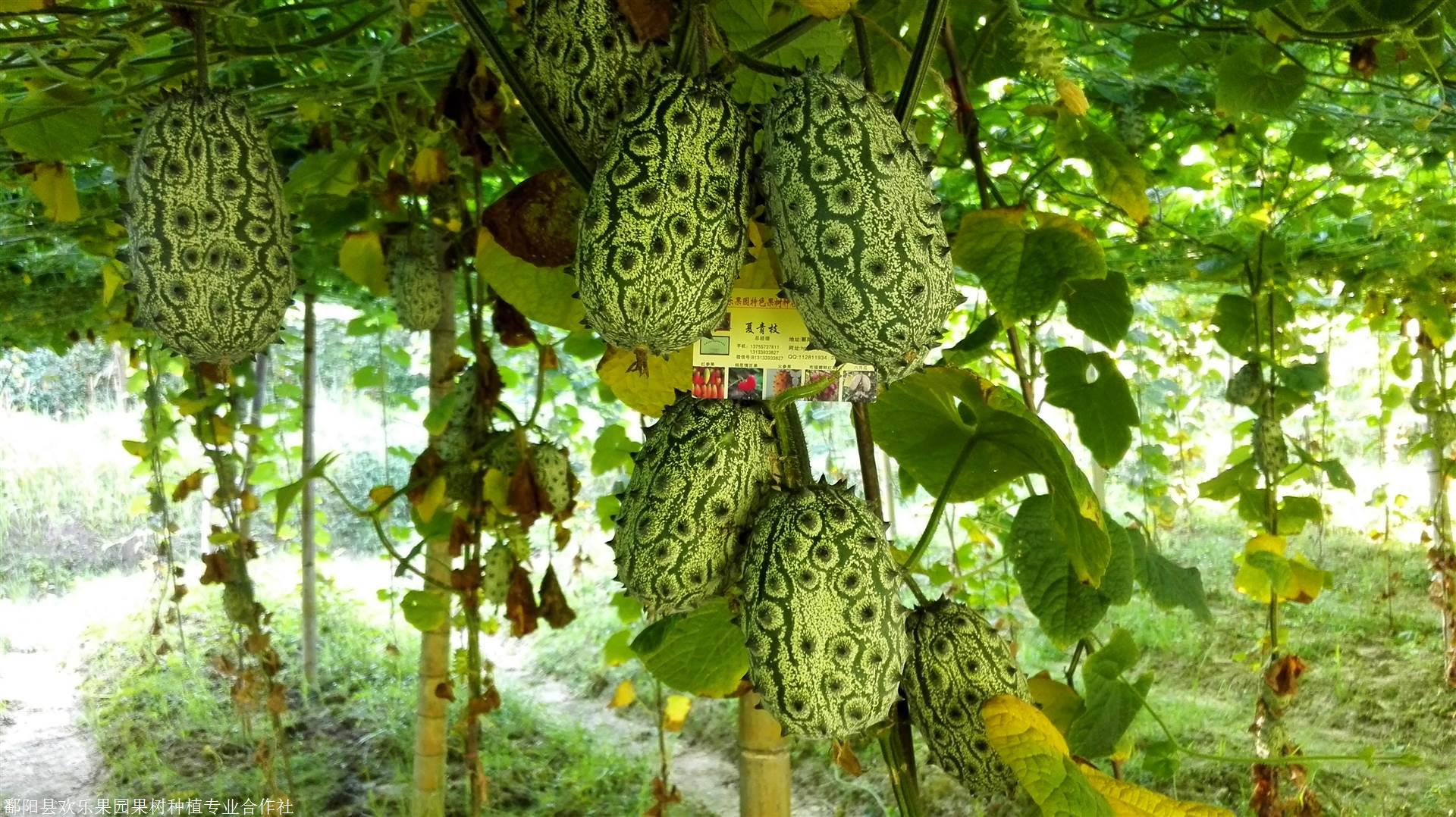 火参果种植基地江西火参果种子