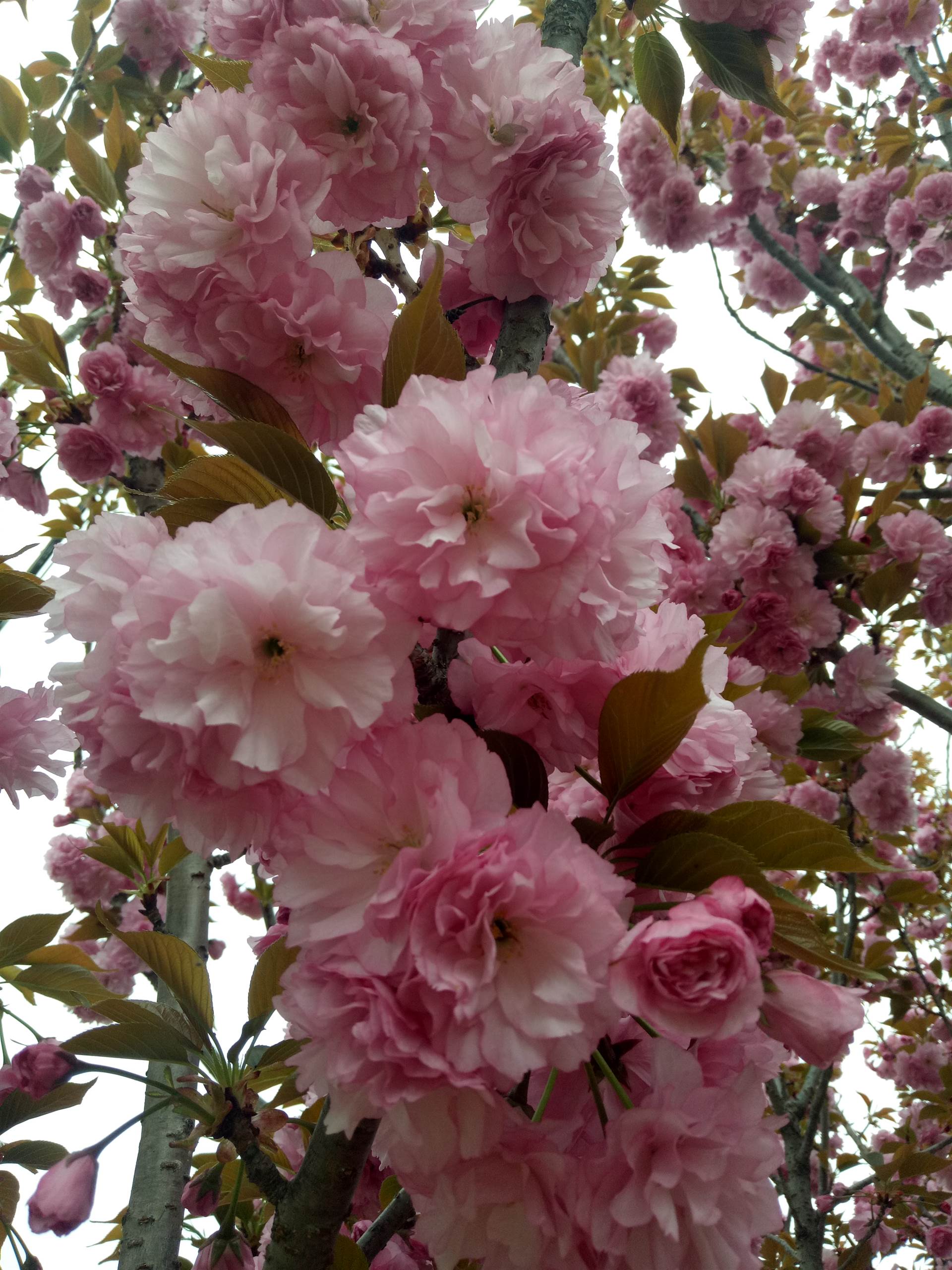 泰安樱花价格,泰安樱花树苗