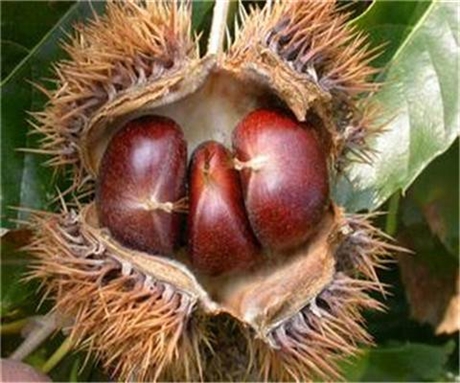 八月红板栗苗行情价格八月红板栗苗的价格