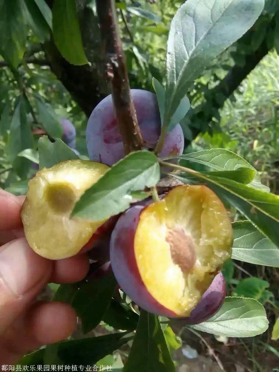 珍珠李苗价格珍珠李嫁接苗供应