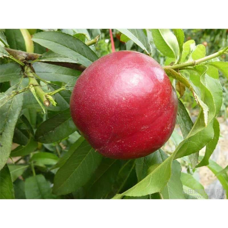 中油20号桃树苗中油二十油桃苗批发价格