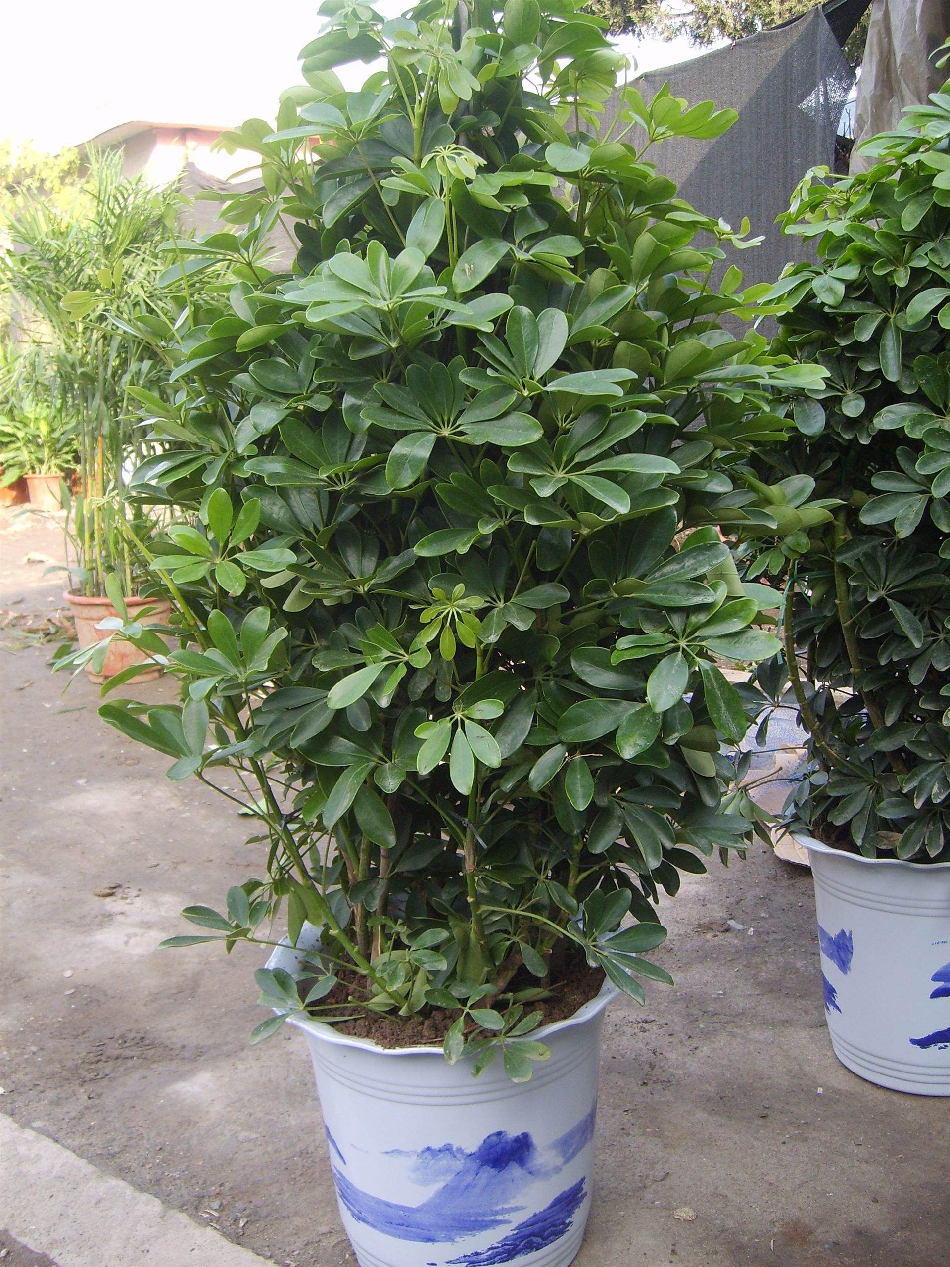 深圳鸭脚木花木租摆小叶招财树