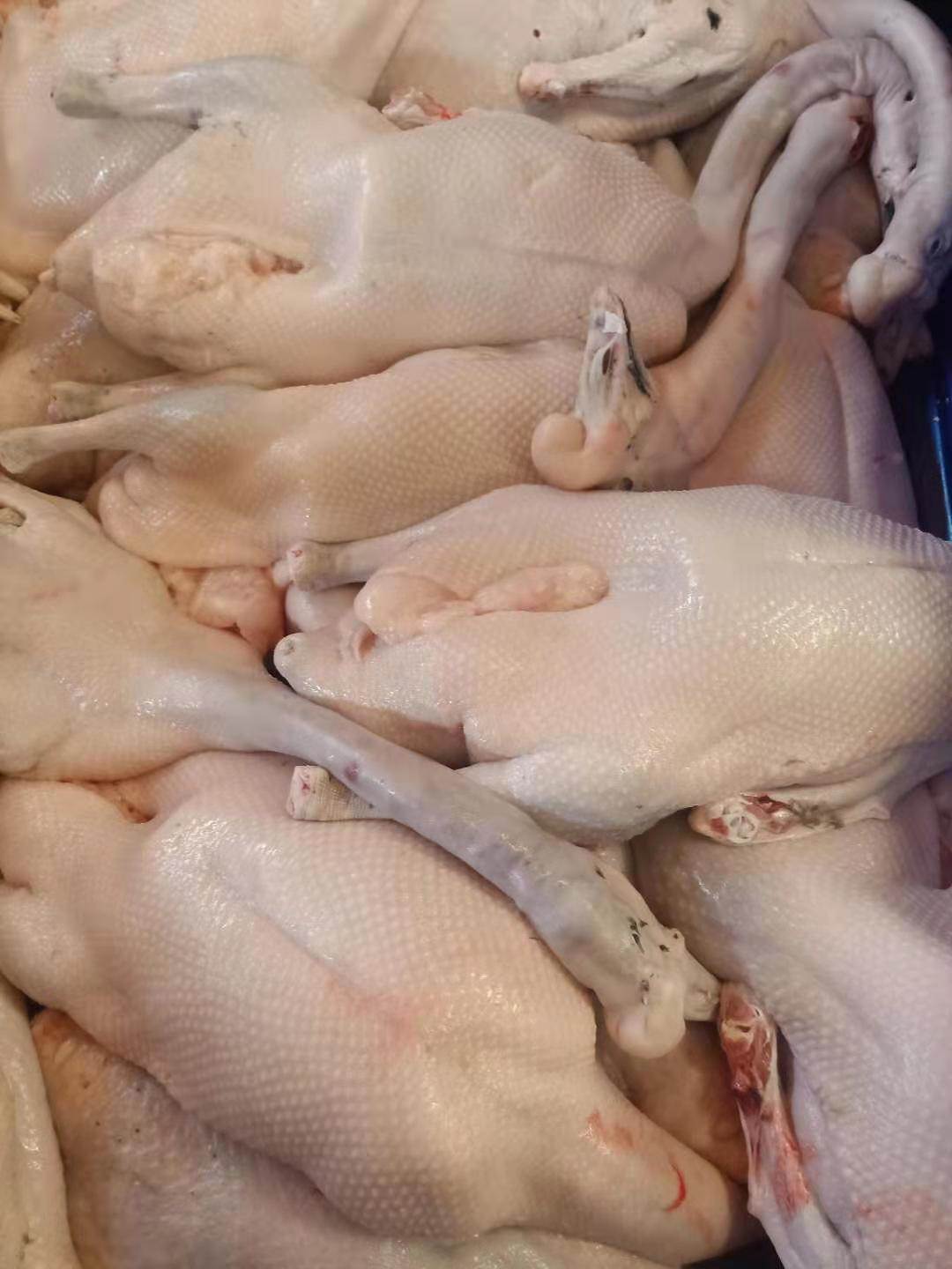 养殖黑棕鹅批发黑棕鹅批发价格