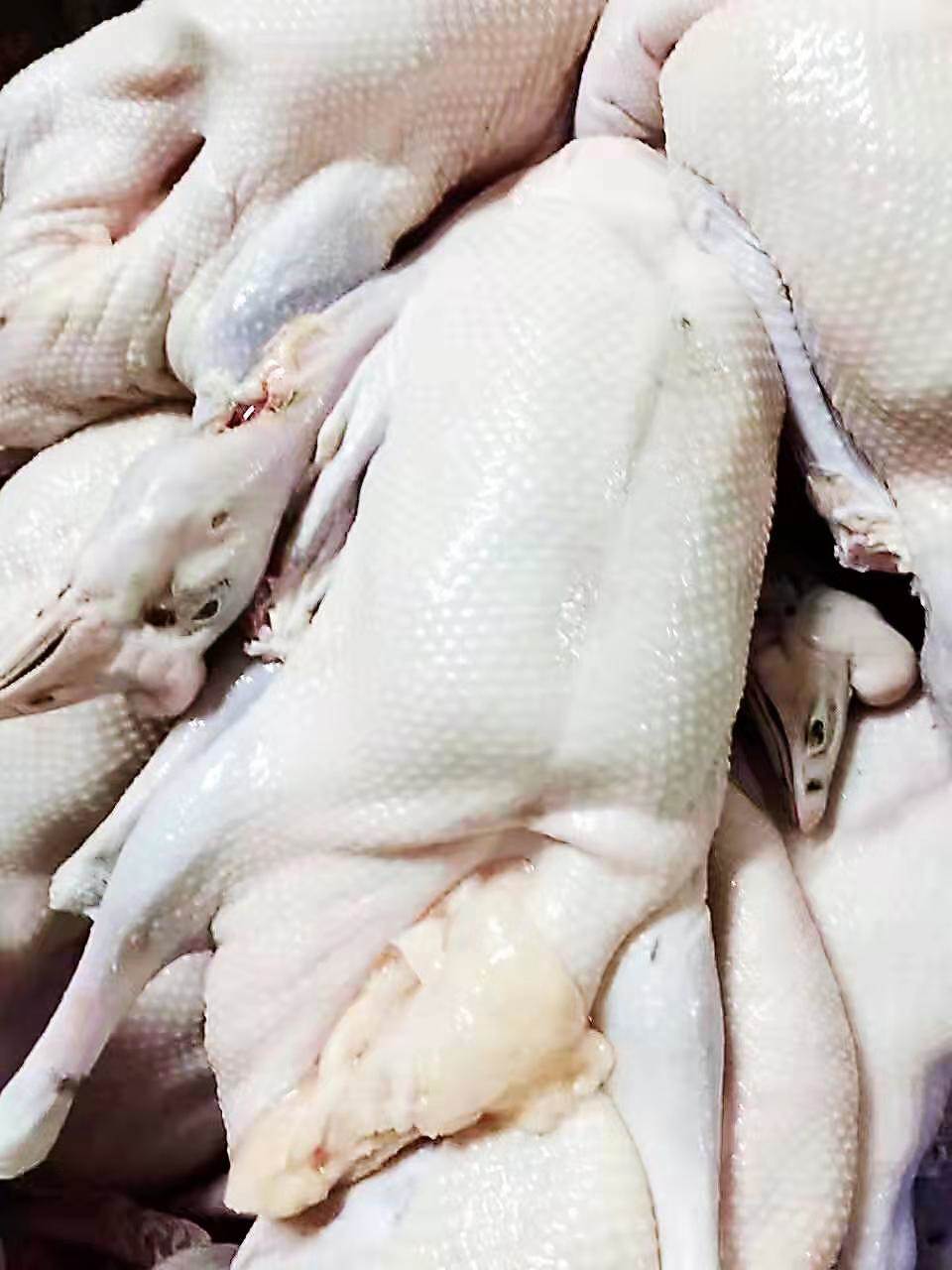 乳猪批发市场广东乳猪屠宰厂