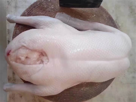 乳猪批发乳猪屠宰厂